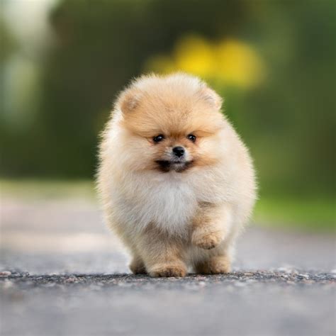 About The Breed Pomeranian Highland Canine Training Ph