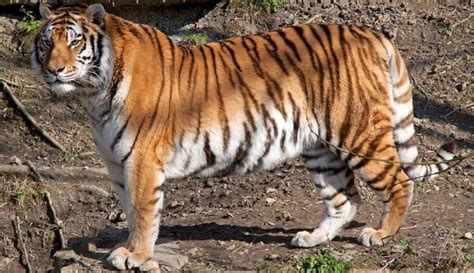 Amur Tigers Are Back From The Brink In China Thanks To Government