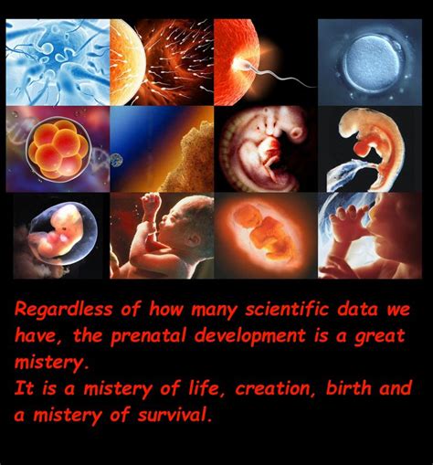 The Prenatal Development Stages The Childrens Happiness Guide