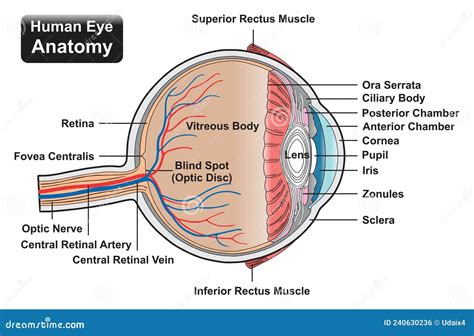 Diagramma Infografico Dell Anatomia Dell Occhio Umano Illustrazione