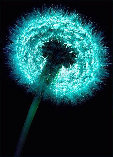 Beautiful Glowing Dandelion Shades Of Turquoise Aqua Turquoise Shades