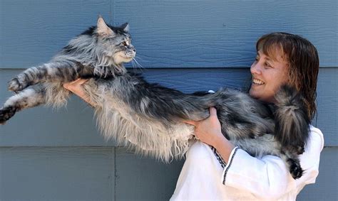 The Largest Maine Coon 25 Photos The Largest Cat In The World A