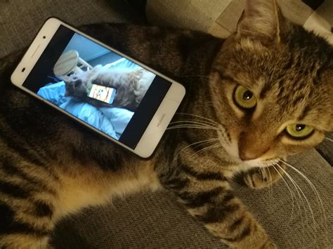 Phone With A Pic Of A Phone With A Pic Of A Phone On A Cat On A Cat On