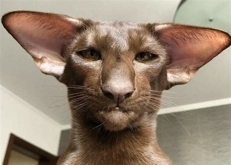 Порода котов с большими ушами 49 фото