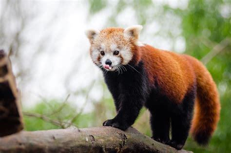 Red Panda Cutest Animal On Earth Tm Mathias Appel Flickr