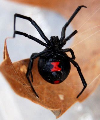 Black widow spiders and their relatives can be found almost anywhere in the western hemisphere of the world in damp and dark places. Black Widow Spider