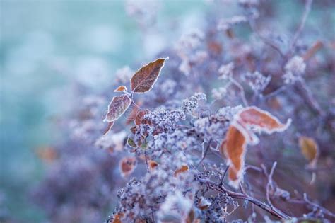 Hoarfrost On Dry Grass In Meadow Frost Covered Grass Wild Flowers And