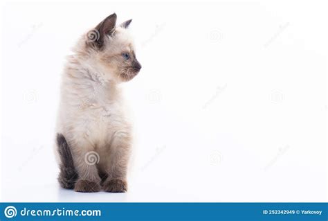 A Small Blue Eyed Thai Or Siamese Kitten Sits On A White Background And