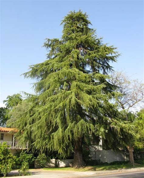 Deodar Cedar Tree For Sale Online The Tree Center