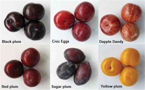 The Six Plum Varieties From Left To Right Top To Bottom Black Plum