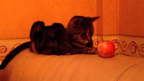 My Cat Loves Apples Youtube