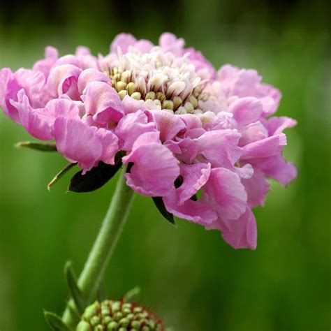 Pincushion Flower Scabiosa Pink Mist Pbr By Crocus Flowers