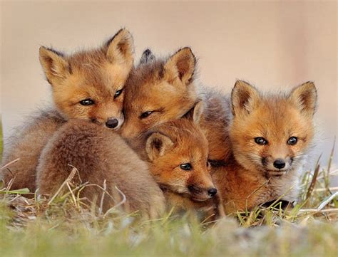 Cute Fox Cubs