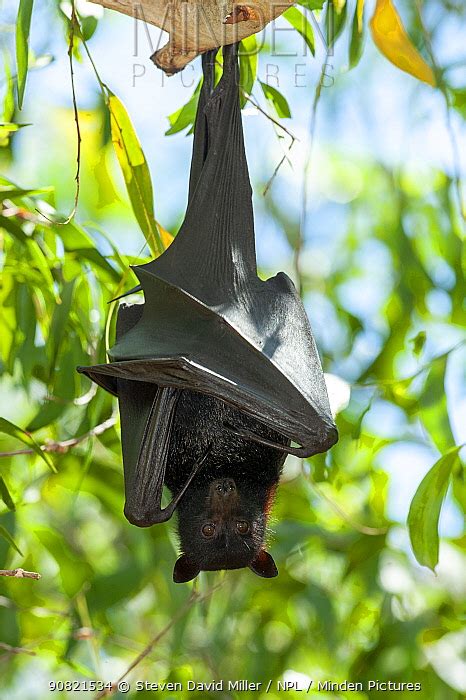 Minden Pictures Stock Photos Black Flying Fox Pteropus Alecto