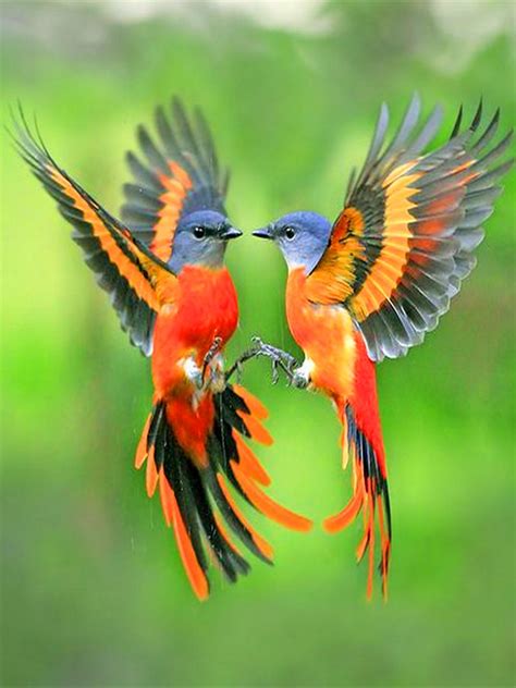 Top 20 Most Beautiful Colorful Birds In The World Col