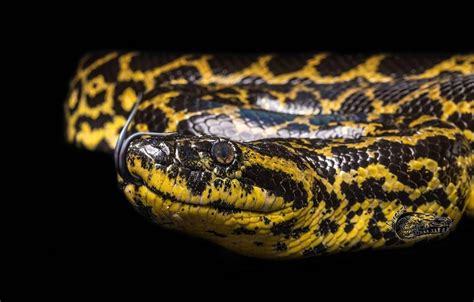 Eunectes Notaeus Yellow Anaconda Anaconda Snake Beautiful Snakes