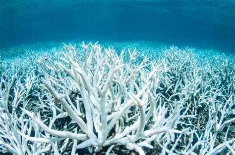 We tested hundreds of skin bleaching creams. Mass Bleaching Is Hitting the Great Barrier Reef Again ...