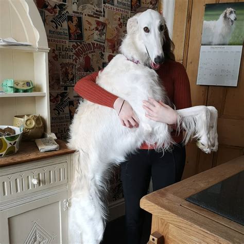 Borzoi Breed Info Guide Facts And Pictures Bark