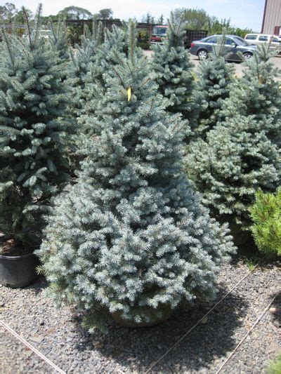 Sesters Dwarf Blue Spruce Is A Compact Pyramidal Conifer Slow Growing