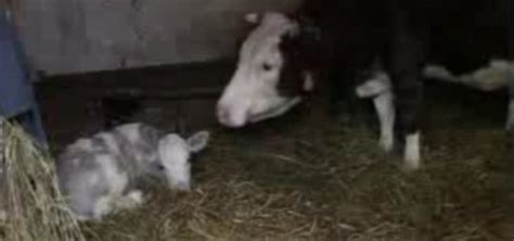 Purple Calf Born In Serbia Brings Milkas Iconic Cow To Life Metro News