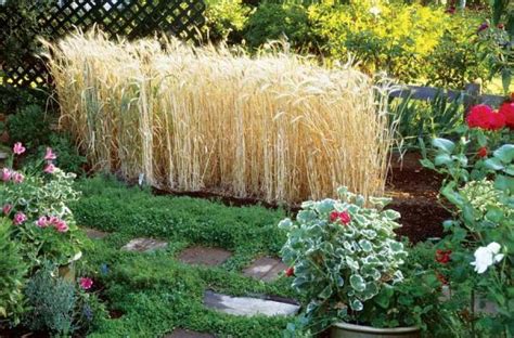 Dwarf varieties work best in small backyards. Growing Wheat of Your Own - Organic Gardening - MOTHER ...