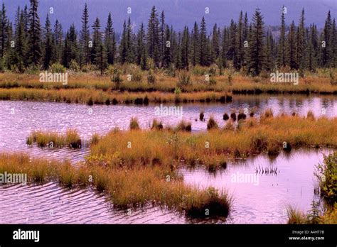 Marsh And Boreal Forest In Northern British Columbia Canada Stock Photo
