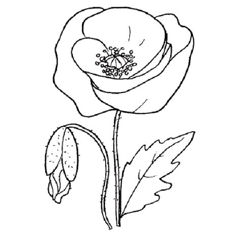 Immagini di fiori da disegnare. 29 Disegni Fiori da colorare