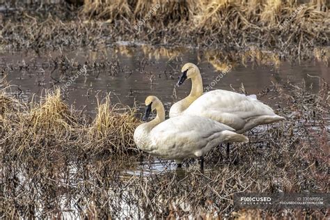 Trumpeter Swans Cygnus Buccinator In A Pond Across From Tern Lake On