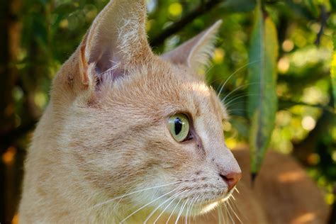 A photograph of a yellow tabby cat exploring the back yard showing his green eyes. Free picture: cute, yellow cat, curious, eye, nature ...