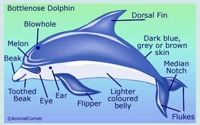 (redirected from bottle nose dolphin). The dolphin body - All about Dolphins!