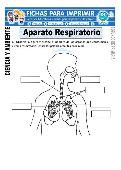 Sistema Respiratorio Para Imprimir Images