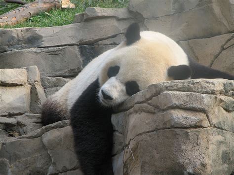 Filedc Panda Wikimedia Commons