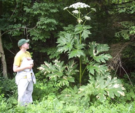 Giant Hogweed The Plant That Causes Blindness Third Degree Burns