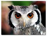High Resolution Owl Photos Pictures