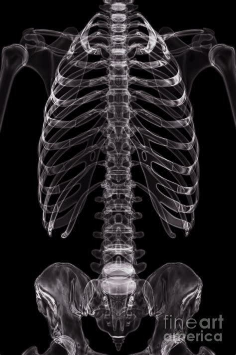 The Bones Of The Torso Photograph By Science Picture Co