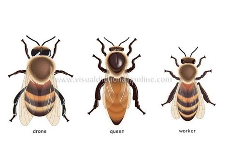 The 3 Castes Of A Honey Bee To Bee Or Not To Bee Pinterest