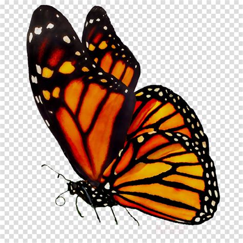 Free Monarch Butterfly Clipart Blythe Haight