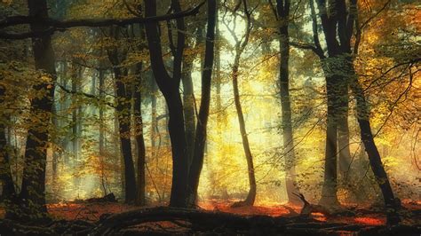 Forest With Trees And Sunlight During Daytime Hd Nature