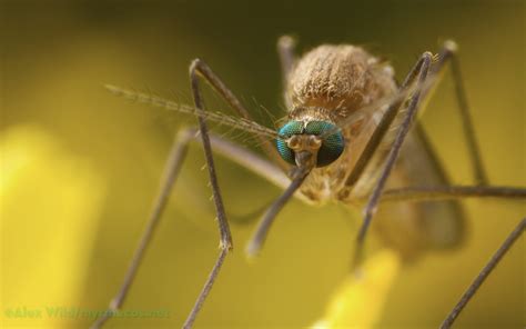 Insect Wallpaper Myrmecos