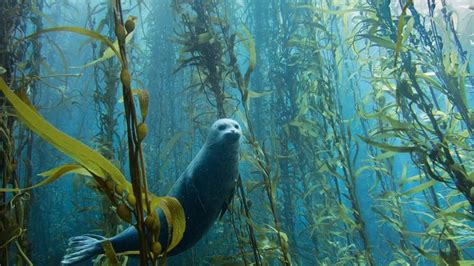 Leafy Forests In The Arctic Amazingzone