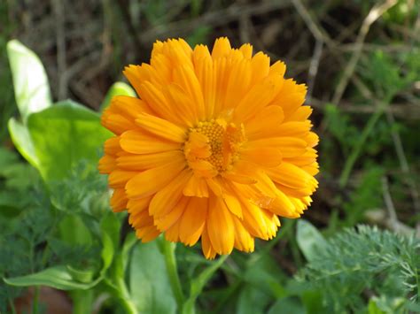 Common Marigold Calendula Officinalis Species Information Page Also