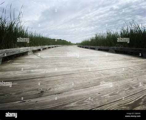 Wooden Walkway In Wetlands Stock Photo Alamy