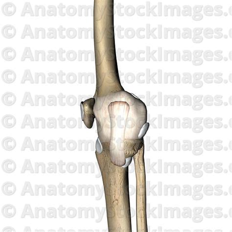 Anatomy Stock Images Knee Articulatio Genus Bursa Prepatellaris Infrapatellaris Tibial