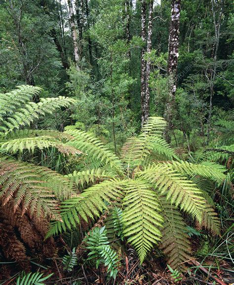 Tree Ferns In Temperate Rainforest Stock Image B4500157 Science