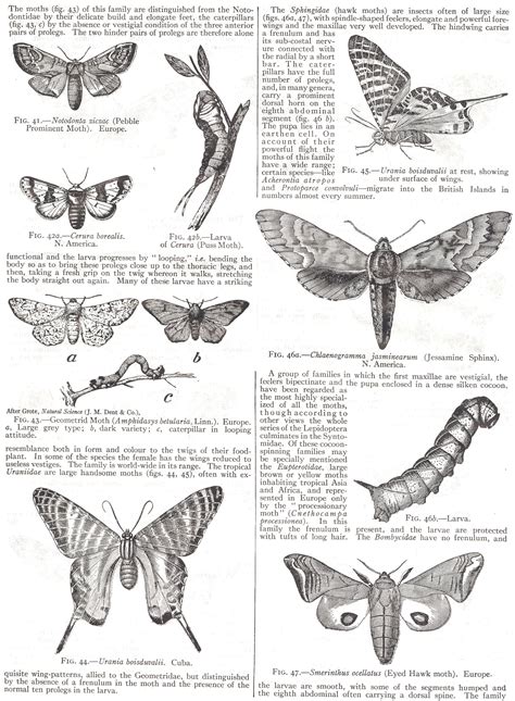 Butterfly And Moths Diagram Black And White Art Drawing Moth Drawing