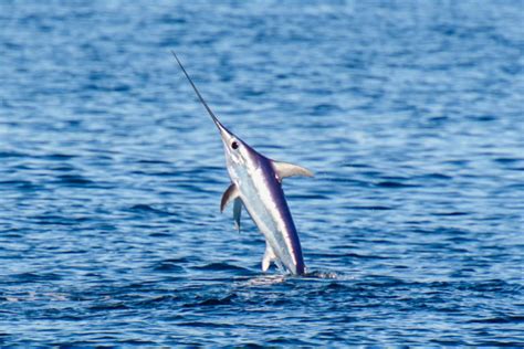 Sailfish Vs Swordfish All Their Differences Tastylicious