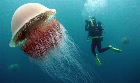 Watch Worlds Largest Jellyfish Devoured By Sea Anemones