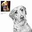 Bespoke Hand Drawn Dog Portrait By Ros Shiers  Notonthehighstreetcom