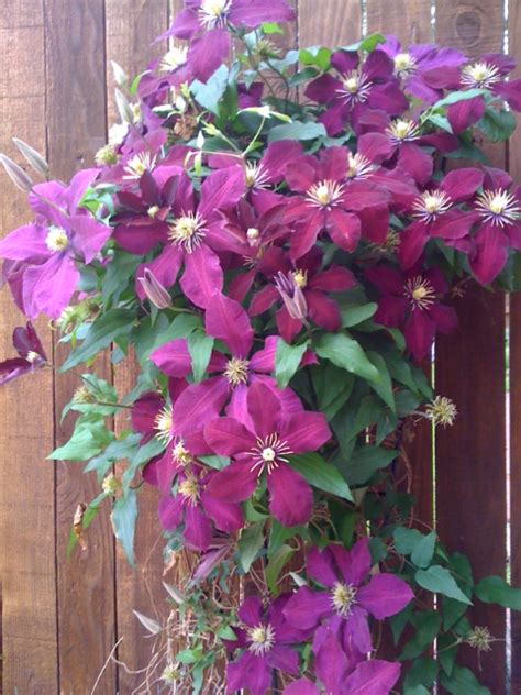 The most serious disease of clematis, a varied genus consisting of about 250 species, is commonly called clematis wilt. Clematis: A Show Stopper Vine