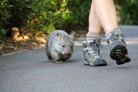 Small Animal Talk Chloe The Hand Reared Wombat Learns Some Wild Skills